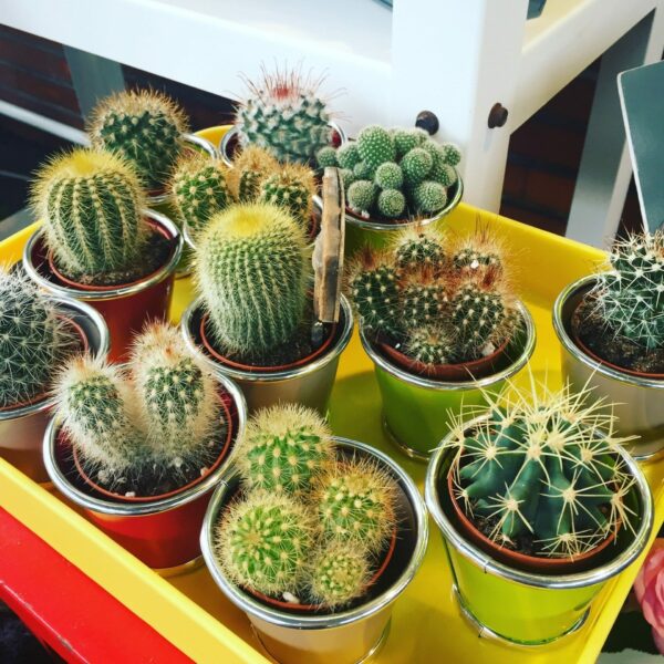 Plantes Grasses / Cactus