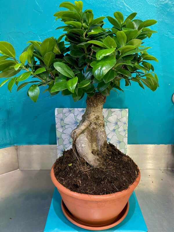 Ficus ginseng