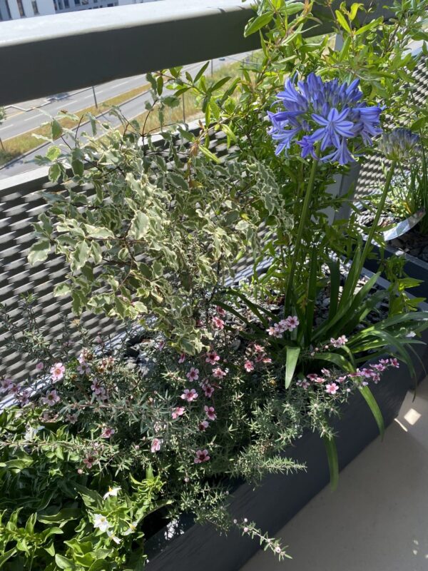 Exemple d’une réalisation pour une surface restreinte avec mise en place de bacs avec un choix de plantes à l’esprit méditerranéen