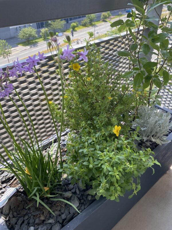 Exemple d’une réalisation pour une surface restreinte avec mise en place de bacs avec un choix de plantes à l’esprit méditerranéen